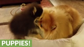 Pomeranian and puppy have epic battle for bed dominance [upl. by Anayrb]