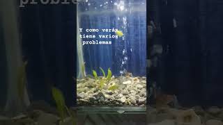 Presentación de mi acuario ♒ comunitario con temática de casa 🏠 tutorial peces [upl. by Ennovy91]