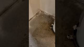 Terrazzo floors in very bad condition [upl. by Borman189]