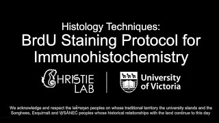 BrdU Immunohistochemical Staining Protocol [upl. by Tsepmet946]