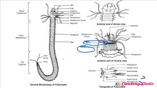 BIOLOGY OF NEREIS CONTD [upl. by Lleumas]