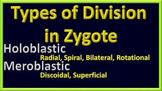 Types of Ćleavage In Zygote  Holoblastic Vs Meroblastic  Radial  Spiral  SuperficialRotational [upl. by Nolyk]