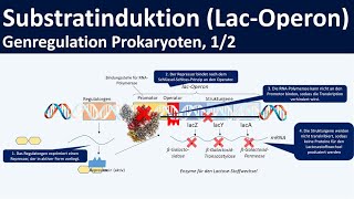 Lac Operon  LactoseOperon Modell  Genregulation durch Substratinduktion 12 [upl. by Town]