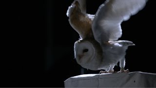 The silent flight of an owl  Natural World Super Powered Owls Preview  BBC Two [upl. by Diamond552]