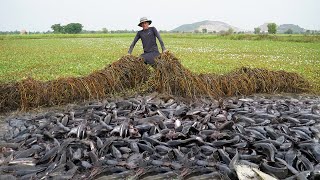 Amazing Catching a lot Catfish Under Grass by Hand  Technique Tools Fishing 2024 [upl. by Anirtap240]