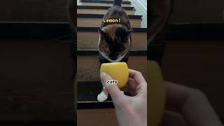 Cats hate the smell of lemons 😁🤍 cat fact catfacts didyouknow [upl. by Casanova]