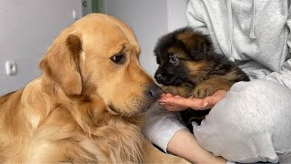 How My Golden Retriever and German Shepherd Became Best Friends From Day One [upl. by Alitta157]