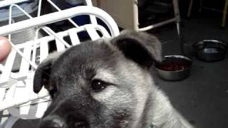 My Norwegian Elkhound Puppy Tank [upl. by Ecinert21]