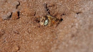 Greeneyed Flower Bee Anthophora bimaculata [upl. by Gwendolen384]