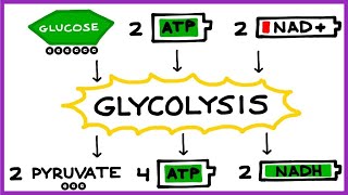 Aerobic Cellular Respiration Glycolysis Prep Steps [upl. by Ahsit]