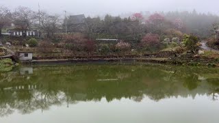 20240325 咲き始め 尾首の池（ソメイヨシノ） 〜愛媛県内子町〜 [upl. by Huskamp]