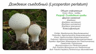 Дождевик съедобный Lycoperdon perlatum [upl. by Oedama370]