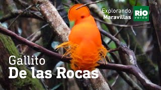 Gallito de las rocas guayanes Rupicola rupicola  Explorando Maravillas  4ta Temporada [upl. by Airdnassac]