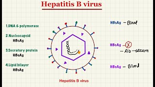 Hepatitis B virus Replication amp Serological marker in diagnosis [upl. by Macdougall]