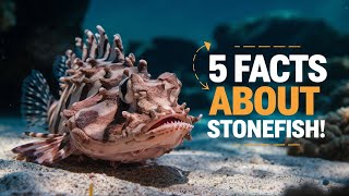 Stonefish 5 Fascinating Facts About Stonefish [upl. by Yelrac3]