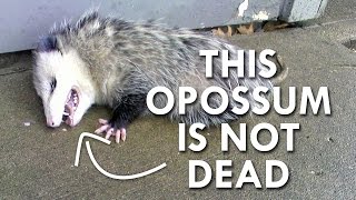 Is this Opossum Dead [upl. by Amaleta401]