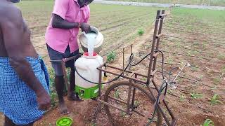 20 days maize🌽 hand push agriculture sprayer in sample way [upl. by Bekah]