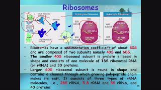 Ribosomes [upl. by Ogg952]