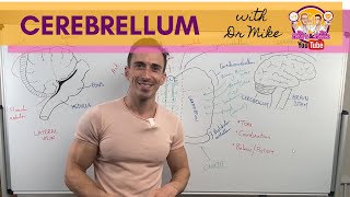 The Cerebellum [upl. by Nnylsia]