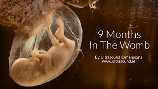 40 Weeks In The Womb by Ultrasound Dimensions [upl. by Alamat]