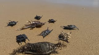 Shark egg case discoveries could help scientists study our waterways [upl. by Melli]