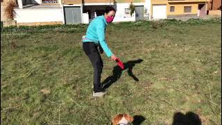 Cobro con cachorro Spaniel Breton Adiestramiento Canino BEC [upl. by Waite]