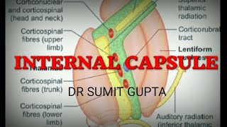 INTERNAL CAPSULE  Part 12 [upl. by Baseler]