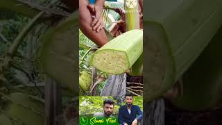 making coconut wine native wine shorts [upl. by Abih876]