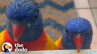 Rainbow Lorikeet Couple Get Jealous When Birds Visit Their Favorite Lady  The Dodo Wild Hearts [upl. by Nroht211]