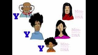 Genetics 101 Part 3 of 5 Where do your genes come from [upl. by Kris705]