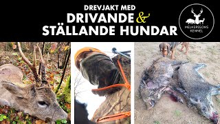 Drevjakt med drivande amp ställande hundar [upl. by Vincents]