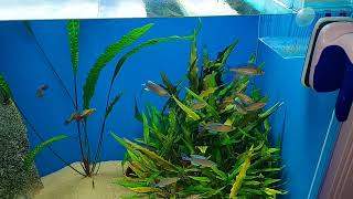 my cyprichromis leptosoma dwarf jumbo kigoma colony from secondary tank [upl. by Dlaregztif]