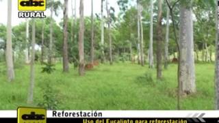 Uso del Eucaliptus para reforestación [upl. by Shellans]