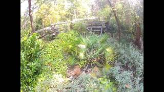 Chamaerops humilis palm after worst freeze on record Update [upl. by Septima]