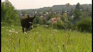 Documentaire Animalier  Lane [upl. by Jessie125]