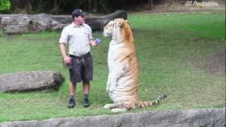 Tiger Drinking Milk [upl. by Stanton485]