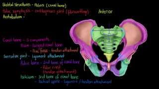 Skeletal Structures The Pelvis [upl. by Anear]