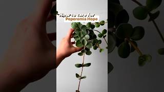 Peperomia Hope Care Tips shorts plantcare plants houseplant plantshorts peperomia [upl. by Neneek]