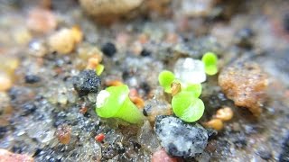 Lithop Seeds Change Of Plans With Great Results [upl. by Latisha]