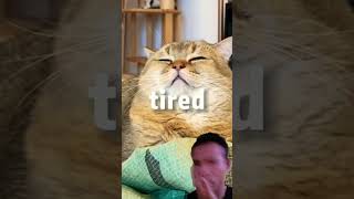 tired song catvideos tired catlover funny pets funnyvideos [upl. by Lurette]