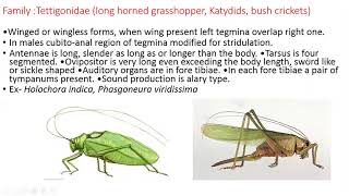 Order OrthopteraCharacteristics amp classification [upl. by Yebot]