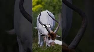 5 Cool Facts About Addax nasomaculatus [upl. by Nitaf]