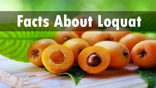 Interesting Facts About Loquat Fruit [upl. by Holzman]