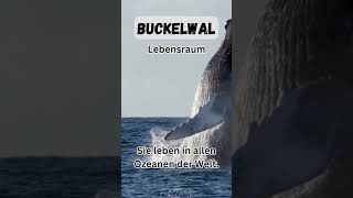 Buckelwal  Top 5 Fakten  Meeressäuger [upl. by Kieger]