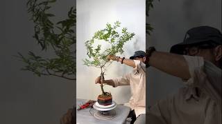 Create a small bonsai tree in just 5 minutes for beginners [upl. by Pillihp]