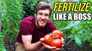 How to Fertilize Tomato Plants for a Dream Harvest [upl. by Eruza]