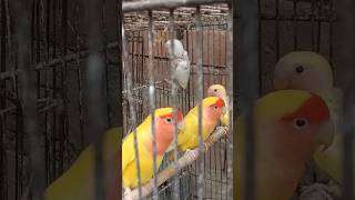 lovebirds asmr birds parrotviralvideo shorts trending [upl. by Lysander]