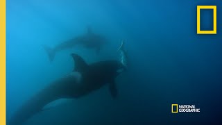 Orca Hunt Seven Gill Sharks  Orca vs Great White [upl. by Perseus]