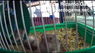 Hamsters hamster e gatinhos brincando e fazendo bagunça com crianças na Pet Shop em Copacabana [upl. by Branden]