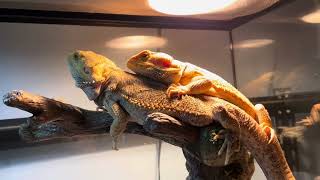 Don’t put two male bearded dragons together justinianovisual [upl. by Belldas]